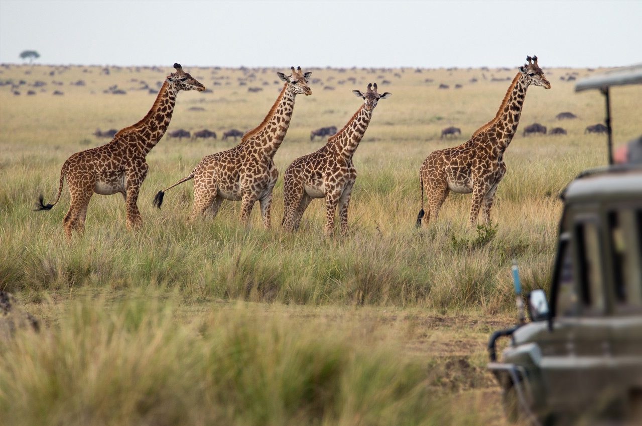giraffes in Africa