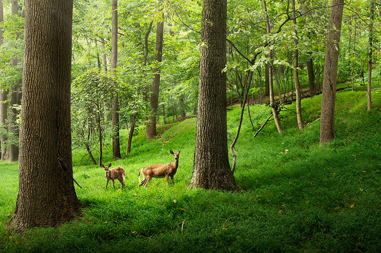 photo of deer in the woods