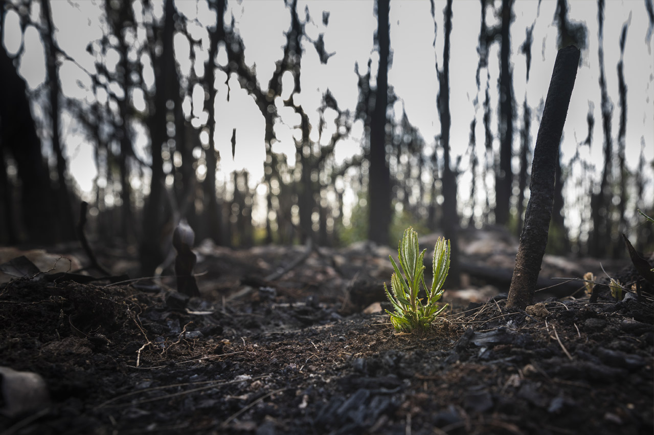 plant growth after forest fire
